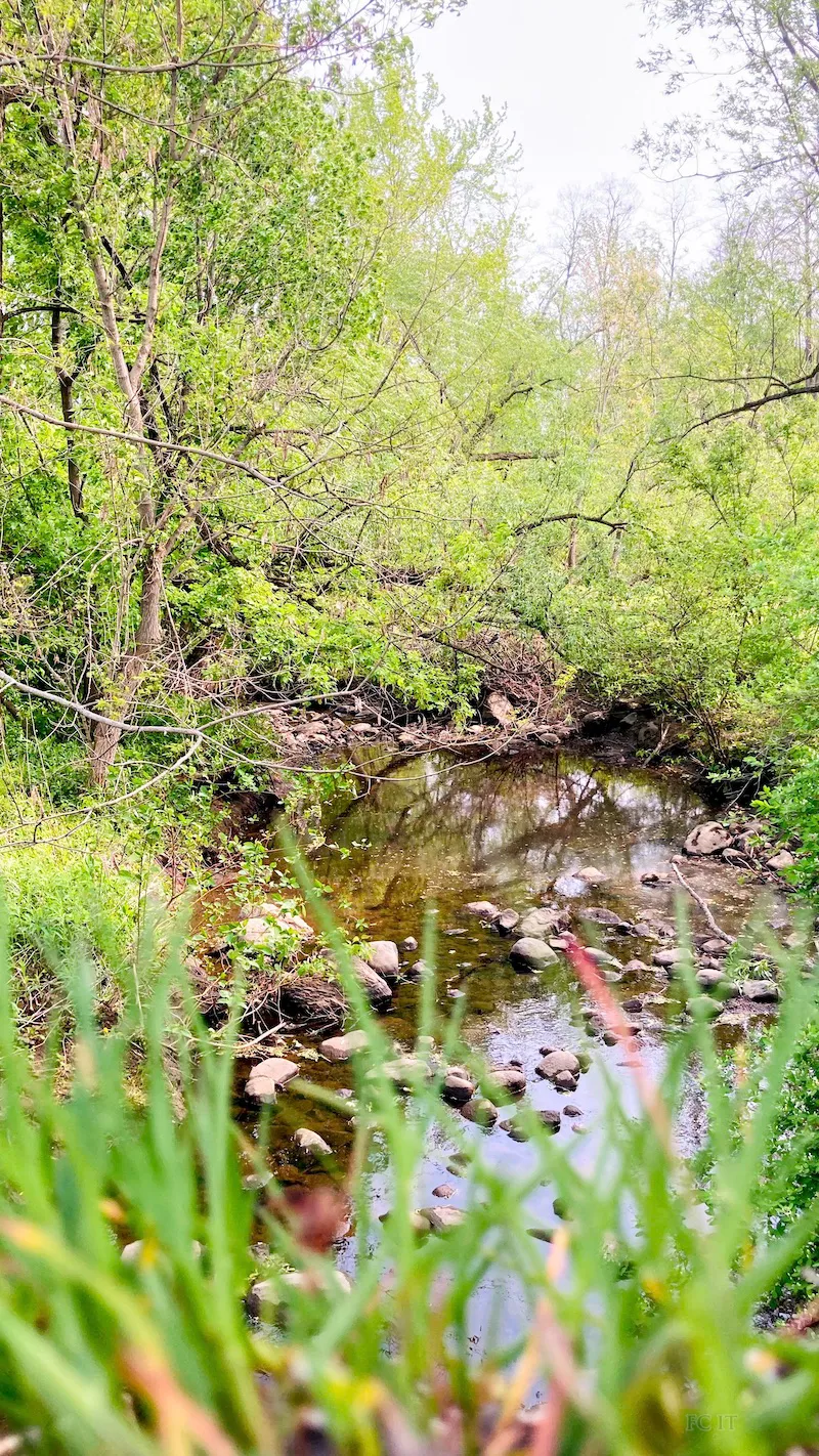 A worm's eye view of the McQueen Creek from Mosher Rd; a quiet little burbling brook through Spring foliage